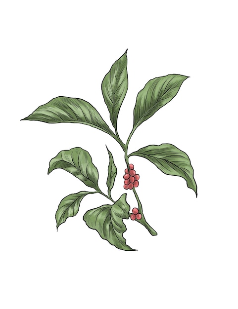 Illustrazione di un ramo di una pianta di caffè con foglie e bacche