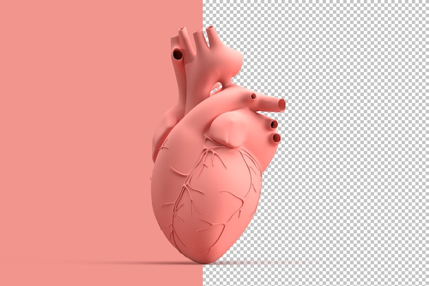 Illustrazione minimalista del cuore umano