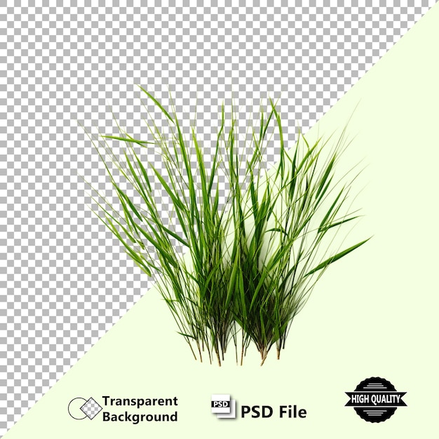 Illustrazione PSD di consistenza di erba realistica Design di alta qualità su sfondo trasparente