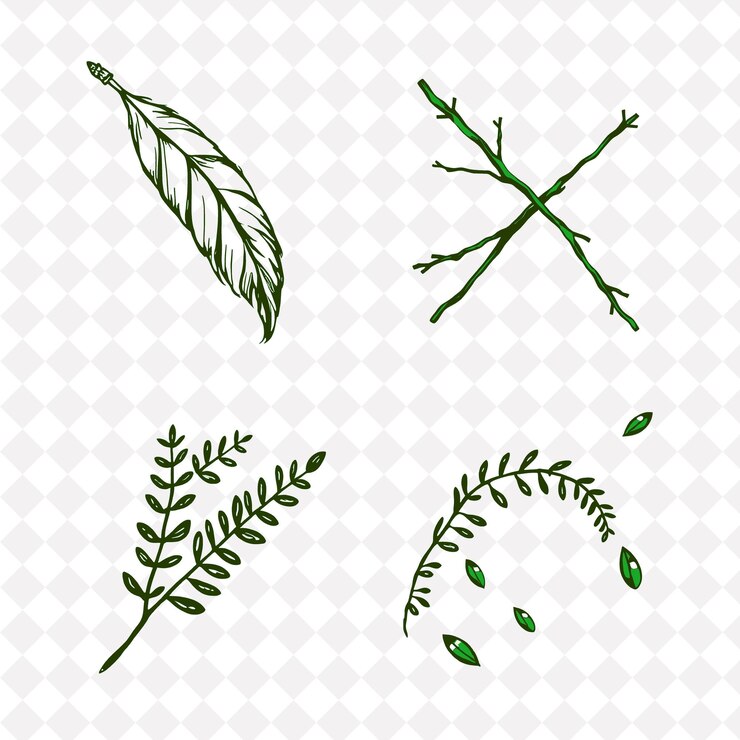 PSD illustrazionepiume ramoscelli felci semi piume alla deriva rami incrociati a terra