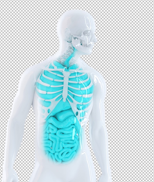 Ilustração 3D de órgãos internos humanos