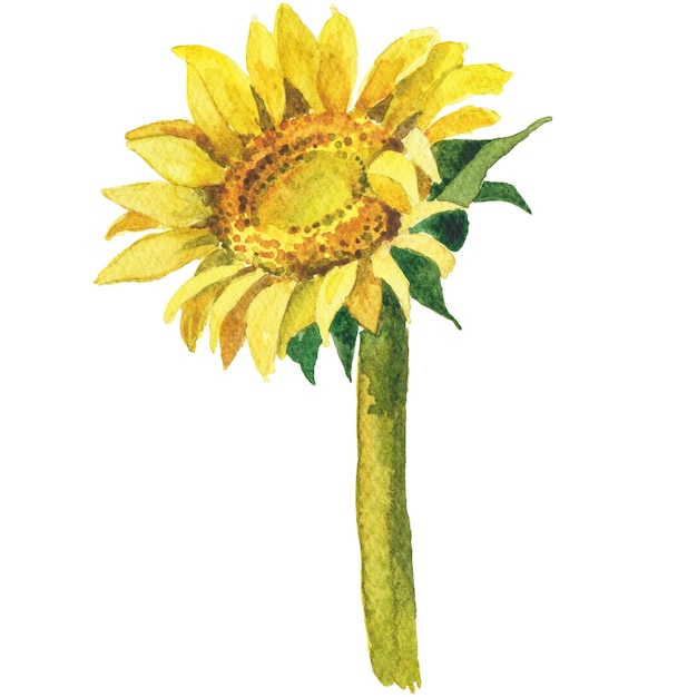 Ilustração abstrata em aquarela de girassol Elementos de design da natureza desenhados à mão isolados no fundo branco