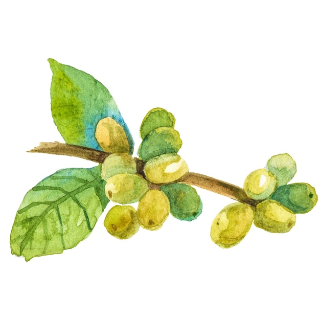 Ilustração abstrata em aquarela do galho da árvore do café Elementos de design da natureza desenhados à mão isolados no fundo branco
