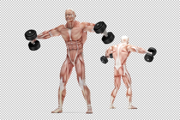 PSD ilustração anatômica do exercício de ombros