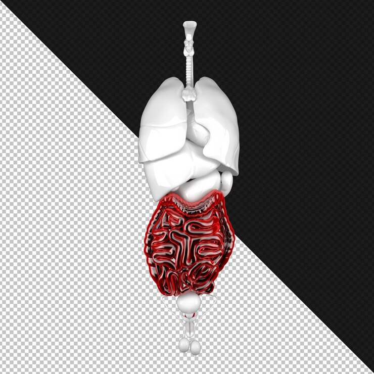 PSD ilustração anatômica do sistema digestivo masculino