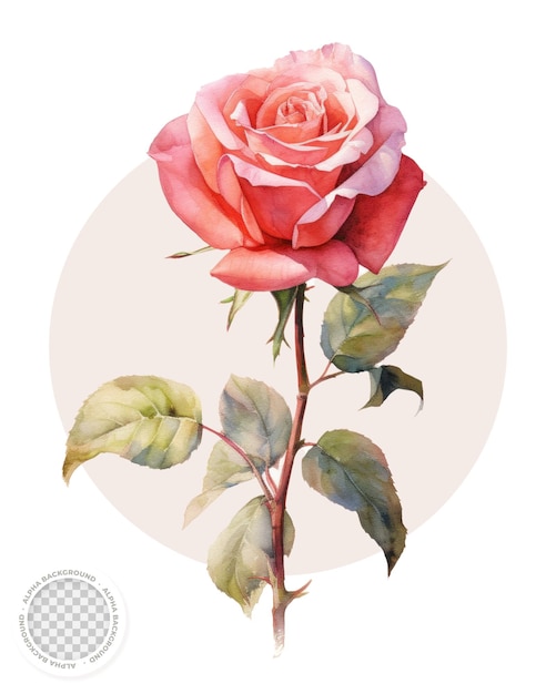 PSD ilustração botânica rosa com fundo transparente