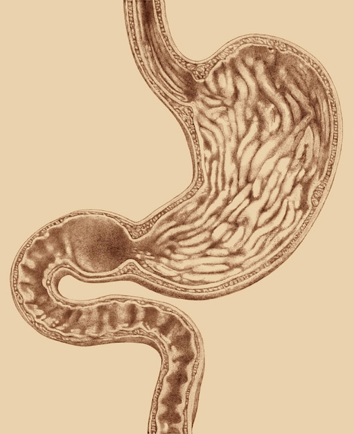 PSD ilustração científica antiga fatia coronal dentro do estômago e dos intestinos