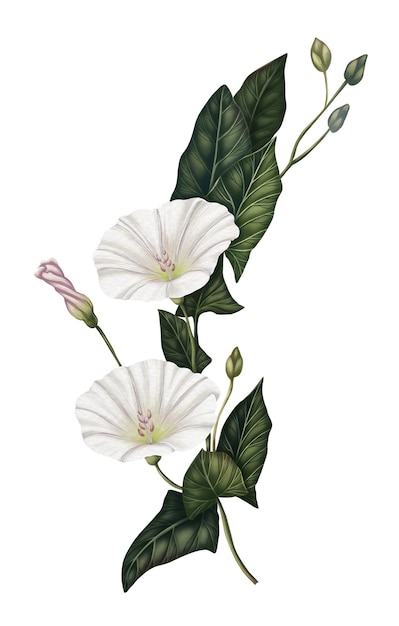 Ilustração de flores de bindweed selvagem Impressão de flores selvagens Decoração de flores para cartões com prado