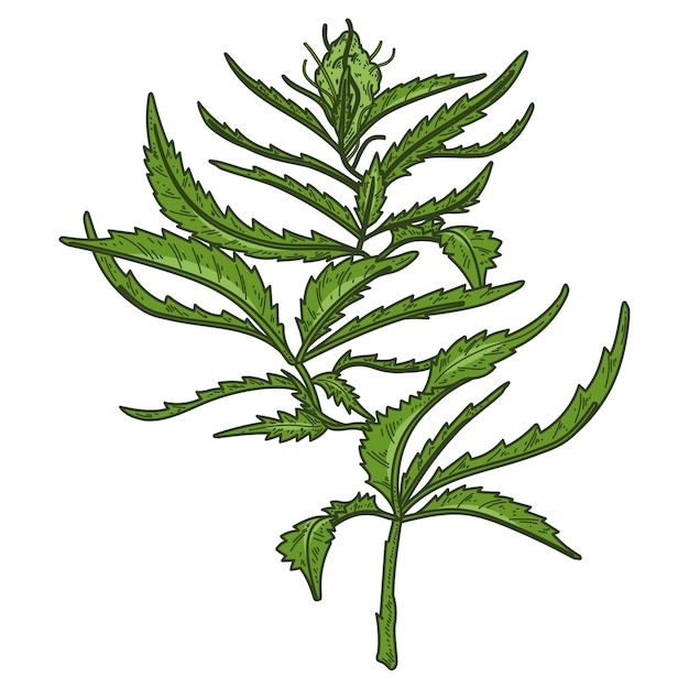 Ilustração de planta de erva daninha isolada
