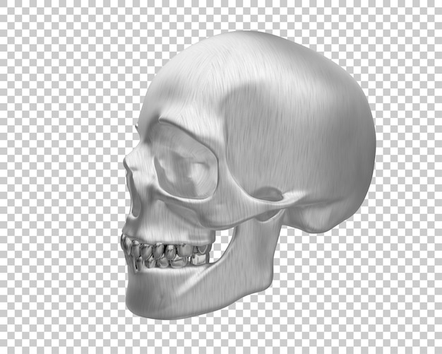 Ilustração de renderização 3d do crânio isolado no fundo