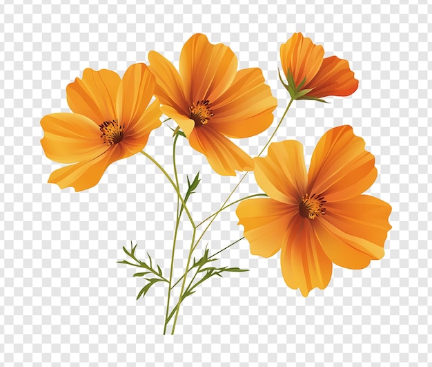 Ilustração digital de flores Cosmos laranjas isoladas em fundo transparente