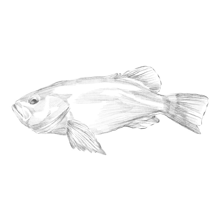 PSD ilustração do esboço do grouper vermelho