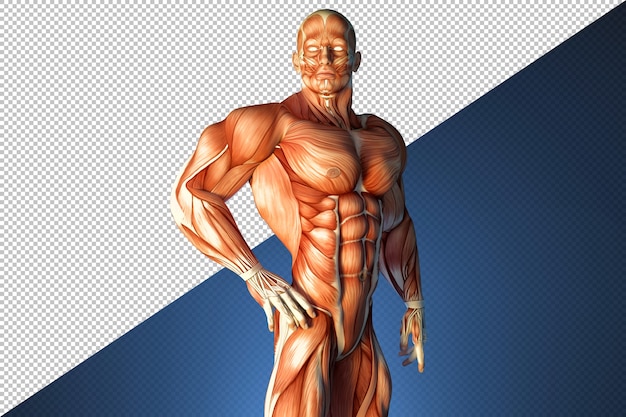 PSD ilustração do sistema muscular humano