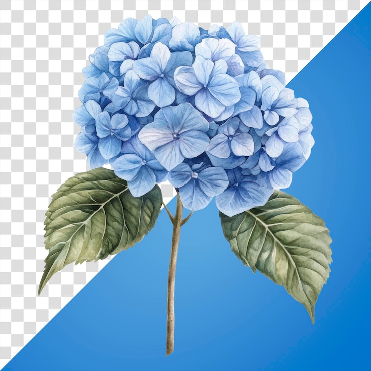 PSD ilustração elegante de hortênsia azul