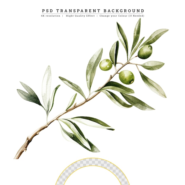 PSD ilustração em 3d de estilo clássico oliveira com folhas