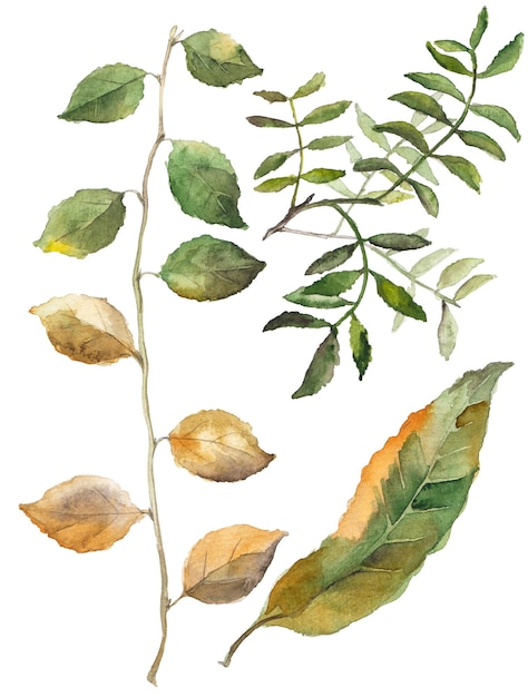 PSD ilustração em aquarela abstrata de folhas de outono elementos de design de natureza desenhados à mão isolados no fundo branco
