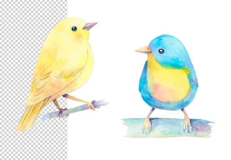 PSD ilustração em aquarela de dois pássaros em cores azuis e amarelas isoladas em fundo branco
