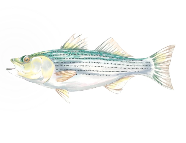 Ilustração em aquarela de um bacalhau listrado