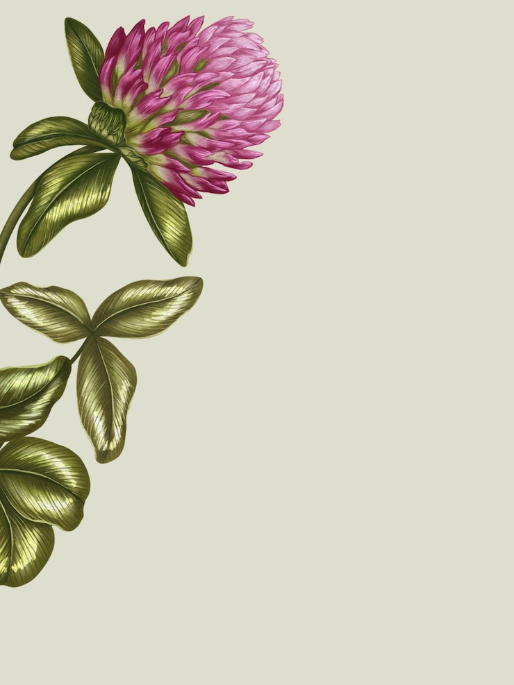 PSD ilustração em close-up de uma flor e folhas de trevo vermelho em um fundo bege