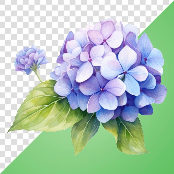 PSD ilustração floral de hortênsia vibrante de png