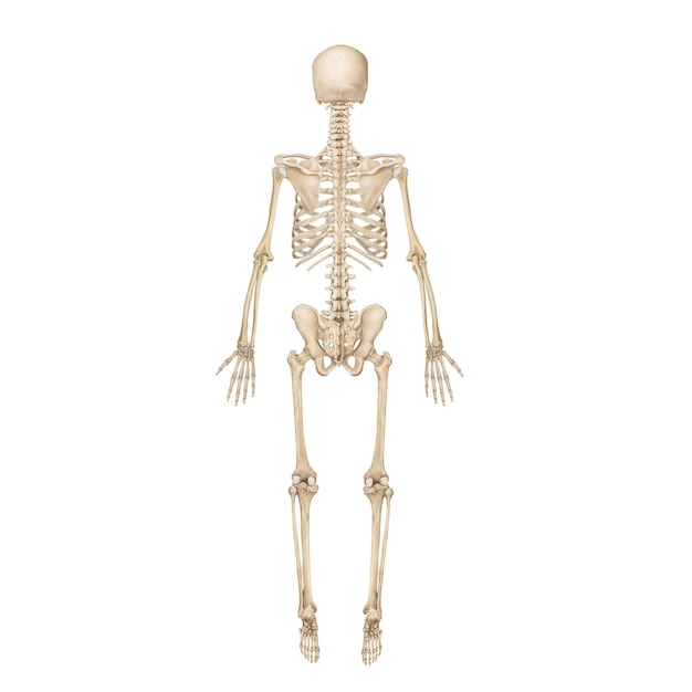 Ilustração médica de ossos humanos