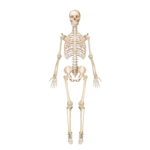 Ilustração médica de ossos humanos
