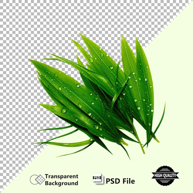 Ilustração PSD de textura realista de grama Design de alta qualidade em fundo transparente