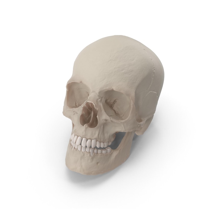 PSD ilustração realista da anatomia do crânio humano