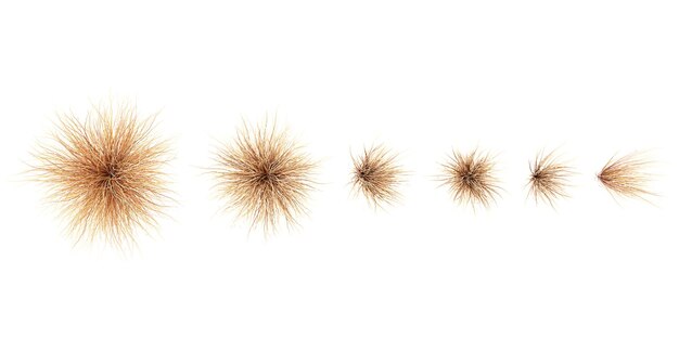 Ilustración en 3D del conjunto de sedge de Buchanass aislado en fondo blanco vista superior