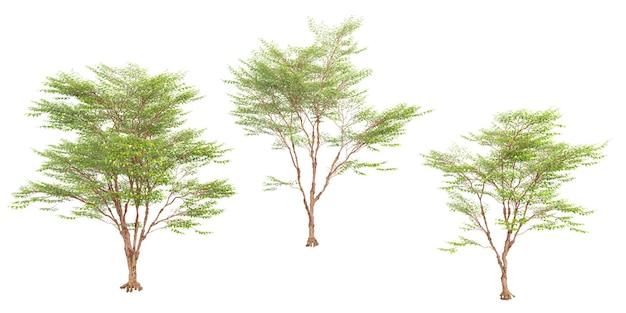 Ilustración en 3D del conjunto Tall Stewartia Trees aislados en fondo blanco