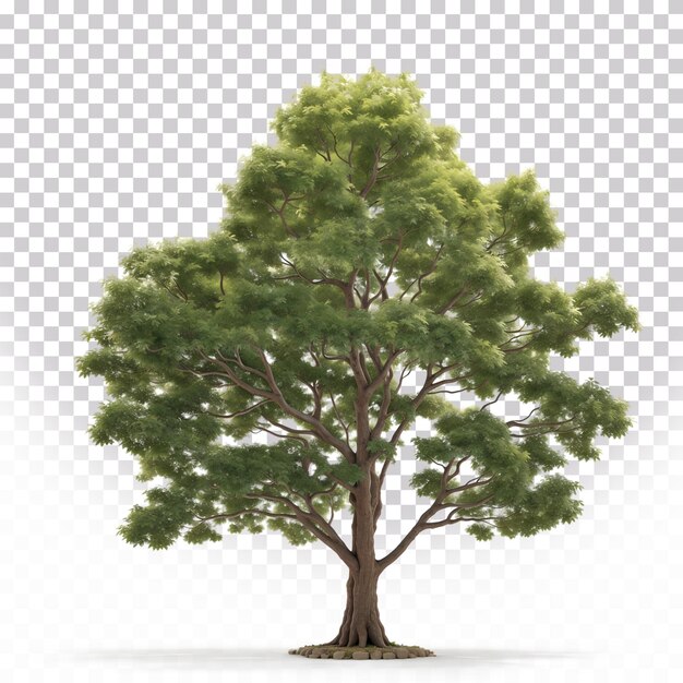 PSD ilustración 3d de un gran árbol verde aislado en un fondo transparente