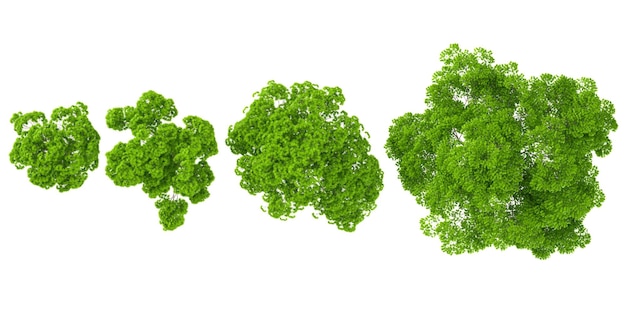 Ilustración en 3D de las plantas Acer en un fondo transparente desde arriba
