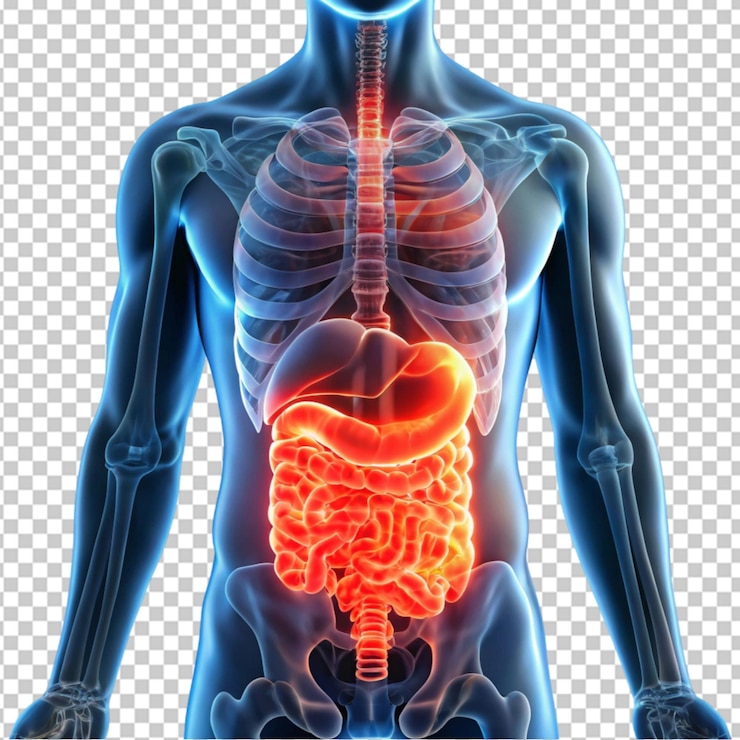 PSD ilustración 3d de un torso humano con intestinos rojos brillantes destacados en un fondo transparente