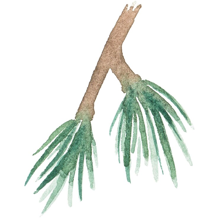 PSD ilustración acuarela abstracta de agujas de pino elementos de diseño de naturaleza dibujados a mano aislados sobre fondo blanco