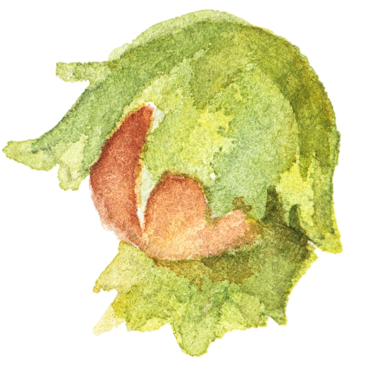 PSD ilustración acuarela abstracta de avellana de otoño elementos de diseño de naturaleza dibujados a mano aislados sobre fondo blanco