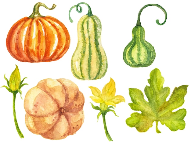 Ilustración acuarela abstracta de calabazas de otoño Elementos de diseño de naturaleza dibujados a mano aislados sobre fondo blanco