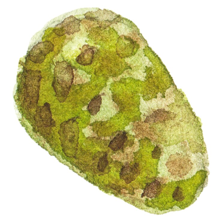 PSD ilustración acuarela abstracta de cono de abeto elementos de diseño de naturaleza dibujados a mano aislados sobre fondo blanco