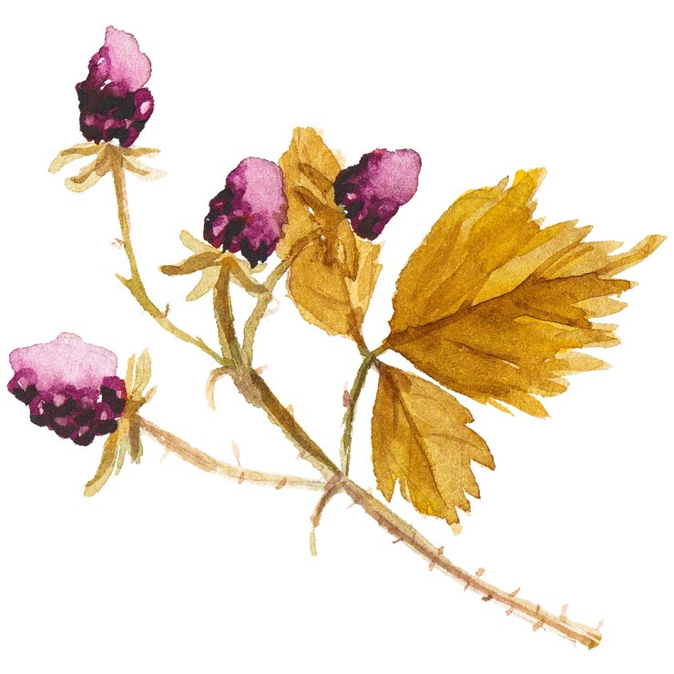 PSD ilustración acuarela abstracta de hojas de otoño elementos de diseño de naturaleza dibujados a mano aislados sobre fondo blanco