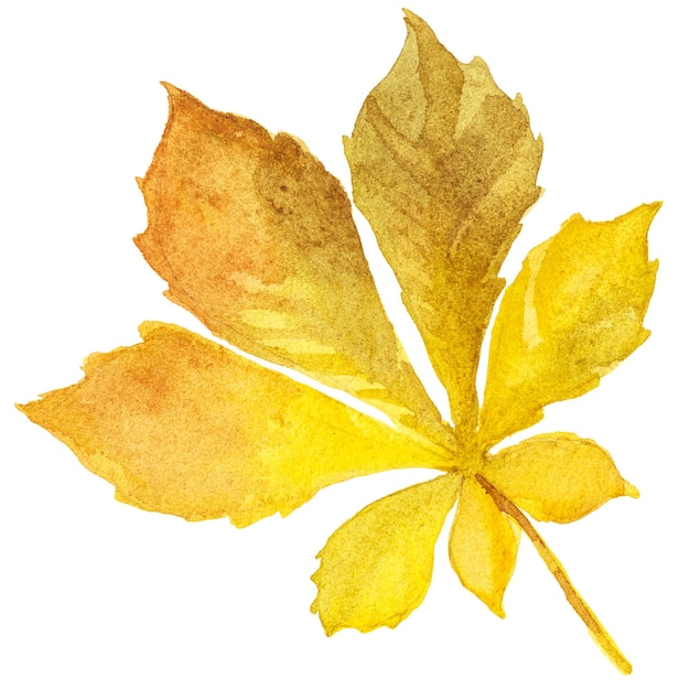 PSD ilustración acuarela abstracta de hojas de otoño elementos de diseño de naturaleza dibujados a mano aislados sobre fondo blanco