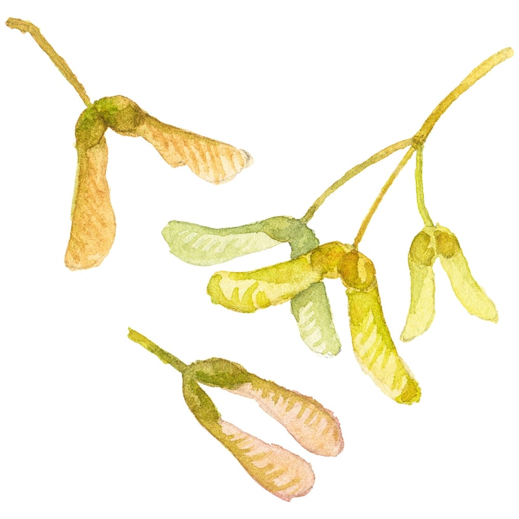 PSD ilustración acuarela abstracta de hojas de otoño elementos de diseño de naturaleza dibujados a mano aislados sobre fondo blanco