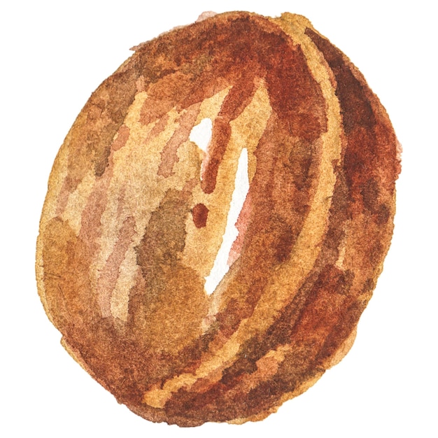Ilustración de acuarela abstracta de nogal de otoño Elementos de diseño de naturaleza dibujados a mano aislados sobre fondo blanco