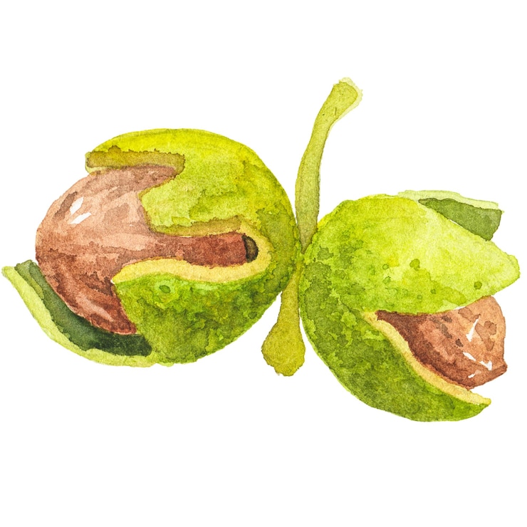 PSD ilustración de acuarela abstracta de nogal de otoño elementos de diseño de naturaleza dibujados a mano aislados sobre fondo blanco