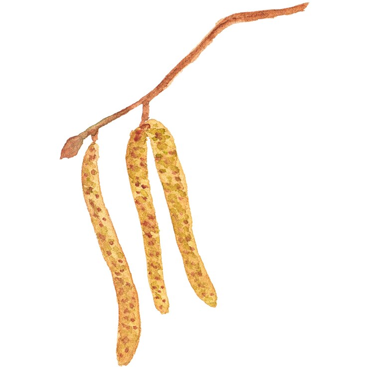 PSD ilustración acuarela abstracta de semillas de otoño elementos de diseño de naturaleza dibujados a mano aislados sobre fondo blanco