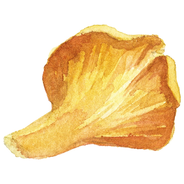 PSD ilustración acuarela abstracta de setas de otoño elementos de diseño de naturaleza dibujados a mano aislados sobre fondo blanco