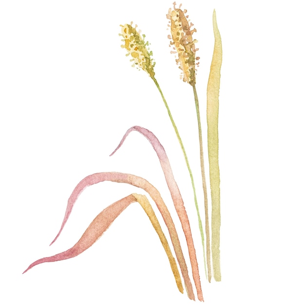 Ilustración acuarela abstracta de trigo de otoño Elementos de diseño de naturaleza dibujados a mano aislados sobre fondo blanco