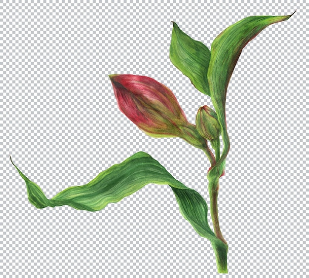 Ilustración de acuarela botánica. brote de alstroemeria rojo en rama