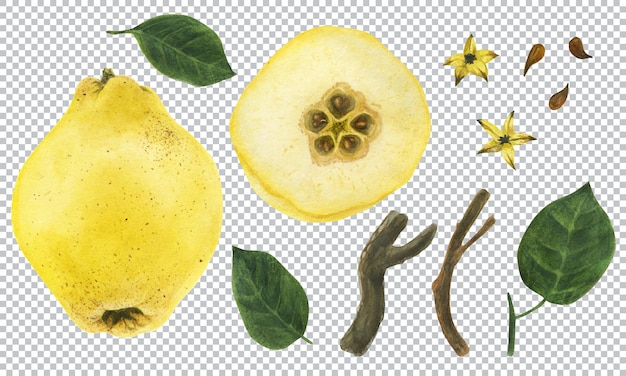 Ilustración de acuarela botánica. Membrillo amarillo fresco. Frutos, hojas, semillas y ramas.