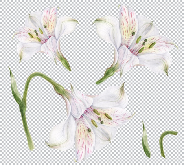 Ilustración de acuarela botánica. yema de alstroemeria blanca en rama