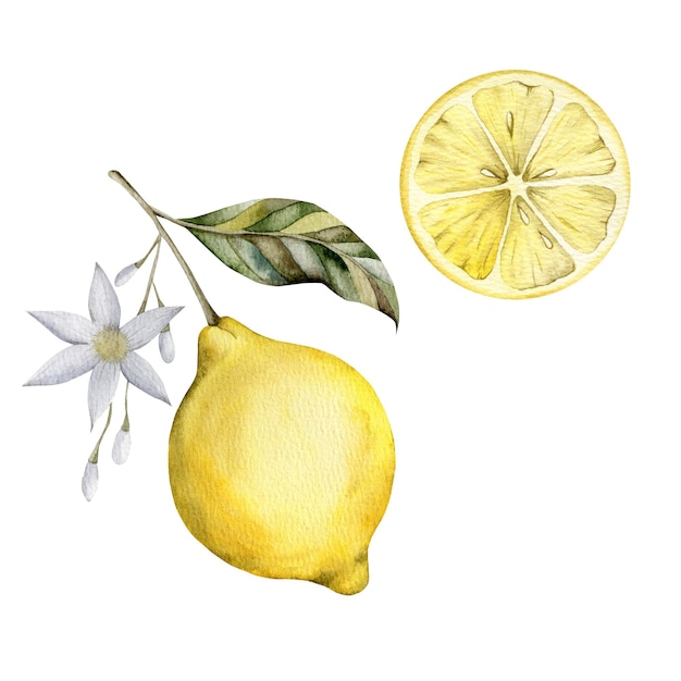 Ilustración de acuarela dibujada a mano con limón en una rama con hojas