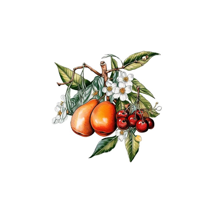 PSD ilustración en acuarela de una rama de pera y cereza con flores blancas
